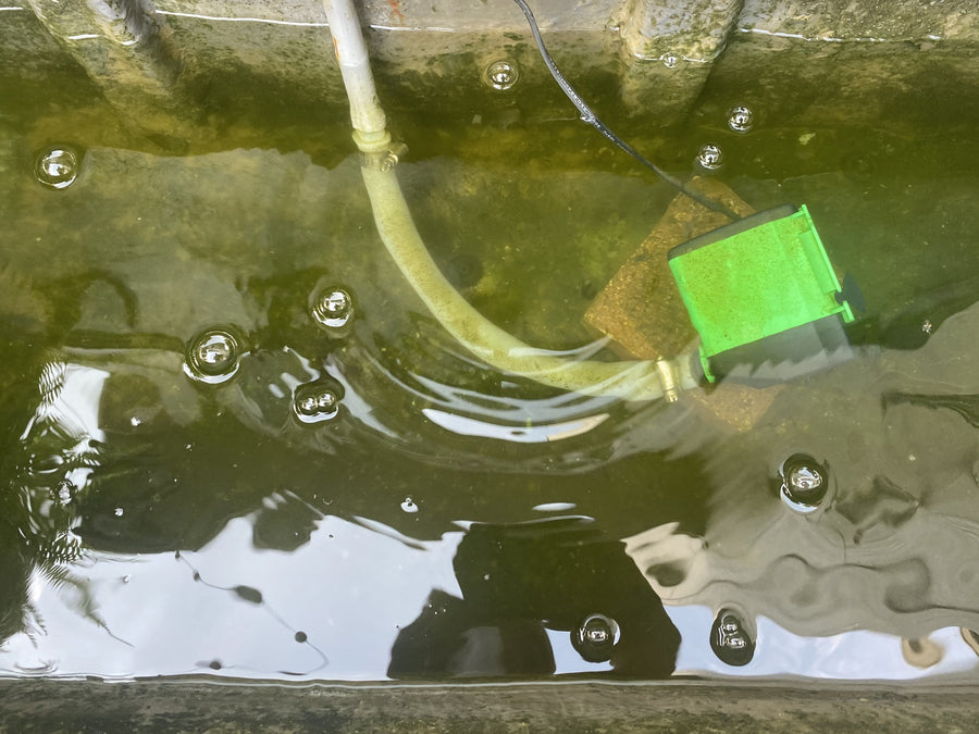 Without MagSert — algae buildup required regular cleaning