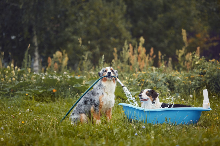 Washing dogs with a garden hose